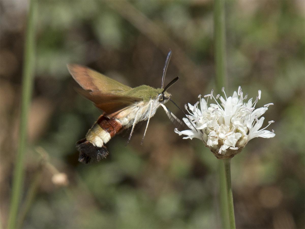 Hemaris croatica